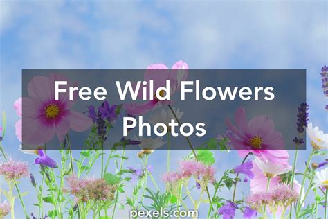 1000 Interesting Wild Flowers Photos · Pexels · Free Stock Photos