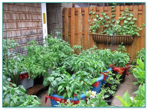Veggie Container Gardening Ideas Home Improvement