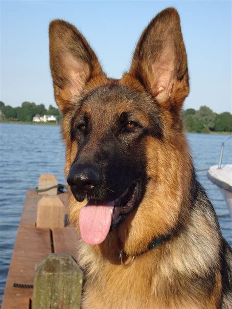 Free Images Old German Shepherd Dog Dog Like Mammal German Shepherd