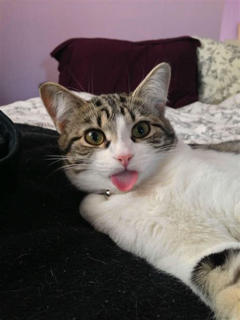 20 Cheeky Cats Who Are Sticking Their Tongues Out At You