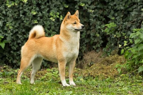 Quyền lợi khách hàng khi mua bán chó bully tại duypets.com. Japanese Shiba Inu Dog Breed Information, Buying Advice, Photos and Facts | Pets4Homes
