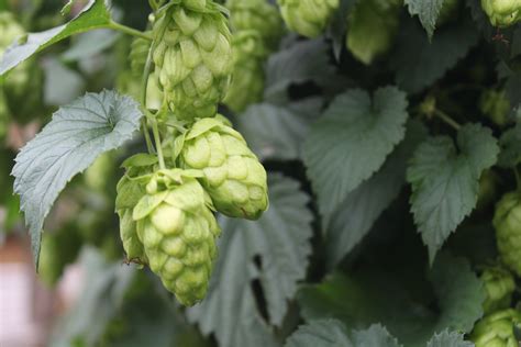 Dry Hopping: An Alternative Solution - The Brewers Journal