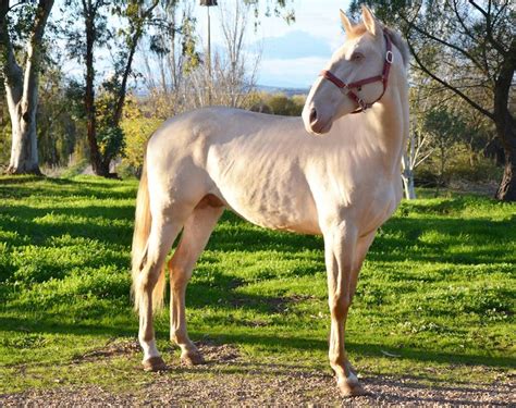 Approved Perlino Stallion Lusitano Horse Perlino Horse Horses