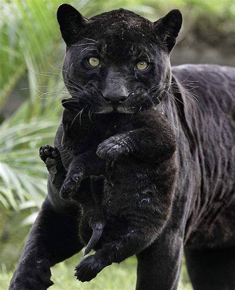 Black Panther Carrying Cub Rhardcoreaww