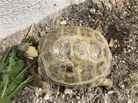 Hongos en tortuga rusa Fauna Exótica