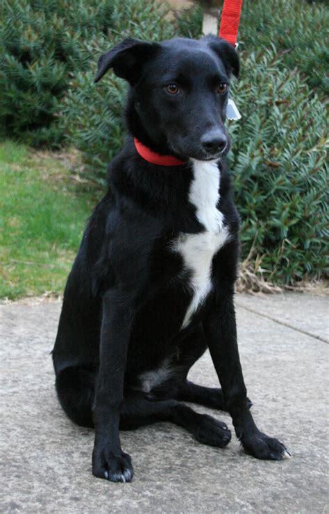Black Lab Border Collie Combine What To Expect From A Borador