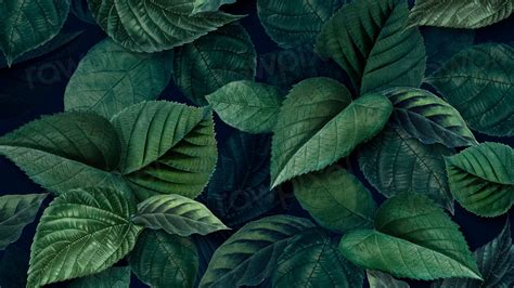 Leaf Desktop Wallpaper Aesthetic Nature Premium Photo Rawpixel