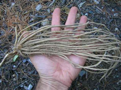 To cultivate privacy, plant larger varieties as a hedge. Temperate Climate Permaculture: Permaculture Plants: Asparagus