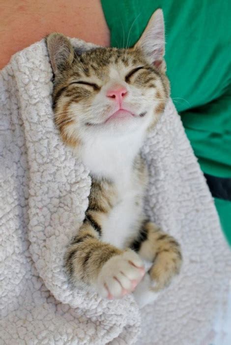 25 улыбчивых котов и кошек которые умеют радоваться жизни