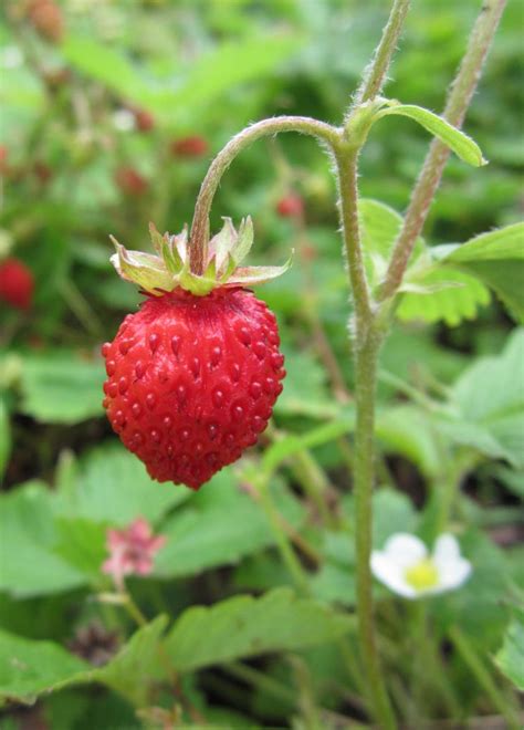 Stawberry — Wild Foods And Medicines