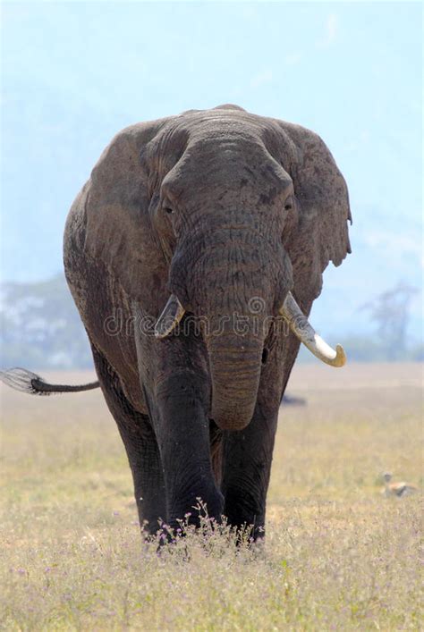 Old African Elephant Stock Image Image Of Elephant Animal 32197977