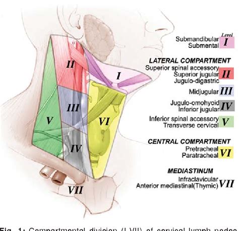 Figure 1 From Is Prophylactic Central Compartment Lymph Node Dissection