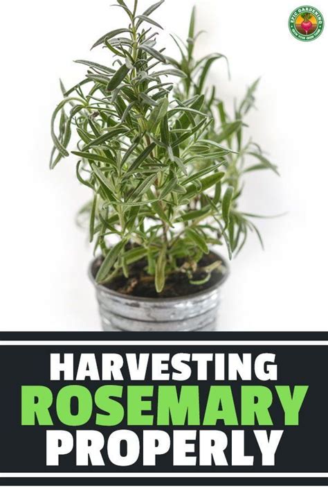 Check spelling or type a new query. How To Harvest Rosemary The Right Way | Epic Gardening in ...