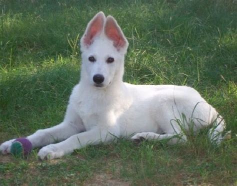 We are located in moline il. 17 Best images about White German shepherds on Pinterest ...