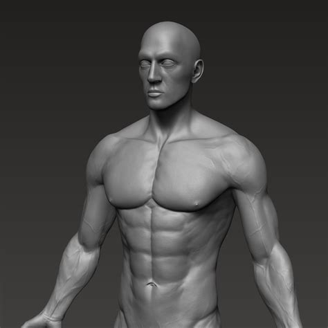 Male Anatomy Muscle Reference