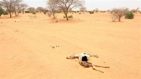 What Can Be Done In The Drought Stricken Sahel Humanitarian Crises