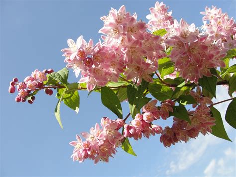 Bildet Jordbær Enger Rosa Blomstre Vår Cherry Blossom Blomst