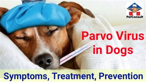 Parvo Dog Virus Parvo Symptoms In Puppies Puppy Parvo Treatment