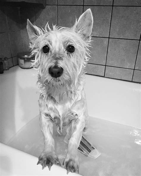 I Will Get You Back For This Westie Doglife Dogbath Wetdog Istink