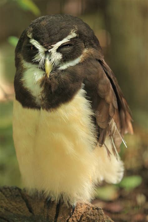 Spectacled Owl Stock Image Image Of Spectacled Raptor 10226171