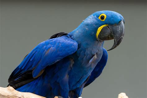 Arara Azul Grande Habitat E Características Meus Animais