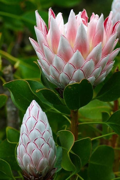 Scegli fra un'ampia gamma di scene simili. Flower Homes: Rare or Odd Flowers