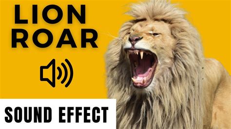 Lion Roar Sound Effect Compilation Tiger Roar Sound Effects Youtube