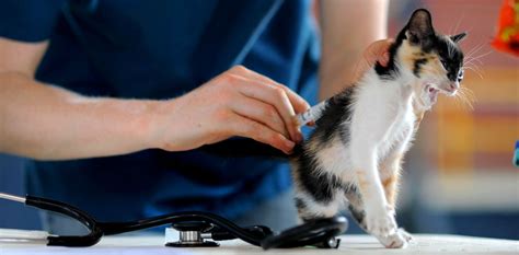 Do Indoor Cats Need To Be Vaccinated For Rabies Healthcare For Pets