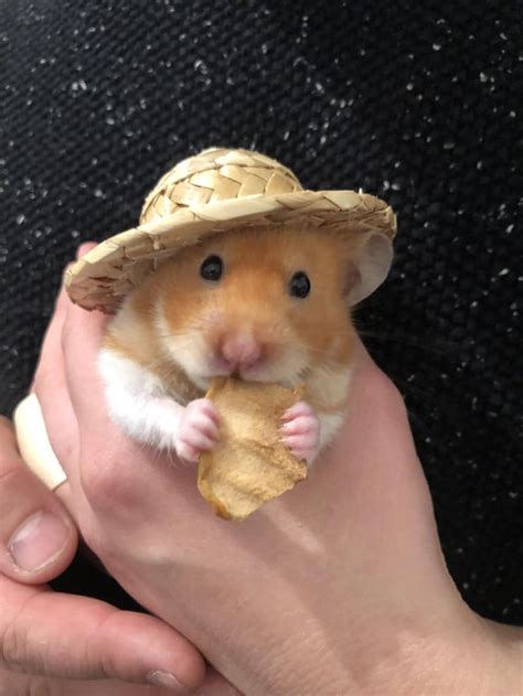 Newt In His Tiny Straw Hat Hamsters