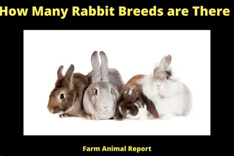 How Many Rabbit Breeds Are There 49 Recognized