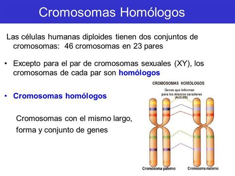 Resultado De Imagen Para Cromosomas Homologos Definicion Clase De