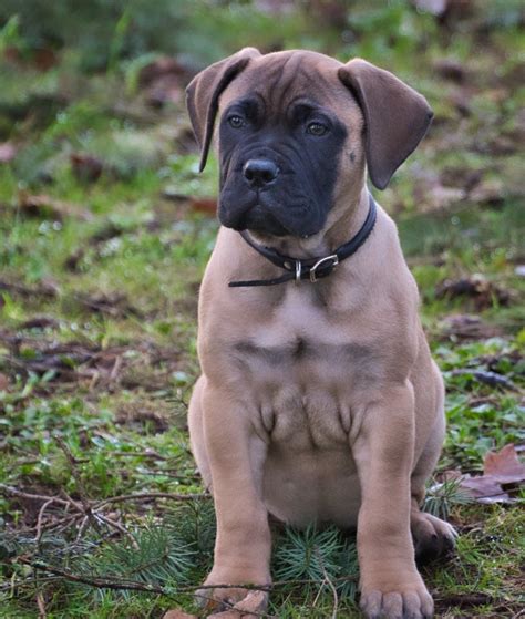 Are Bullmastiffs Good Guard Dogs In Your Experience