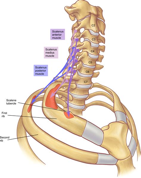 Anatomy Of The Neck And Cervicothoracic Junction Thoracic Surgery Clinics