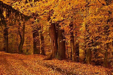 Landscape Nature Tree Forest Woods Autumn Wallpaper