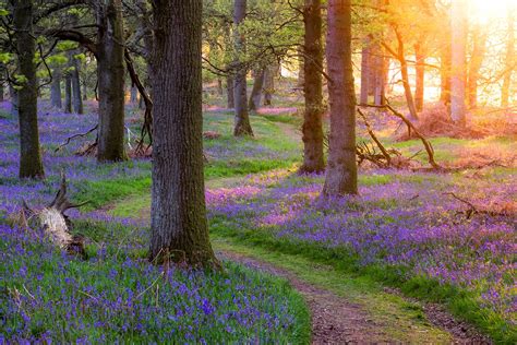 Scotland Forests Spring Trunk Tree Trail Trees Nature Wallpapers