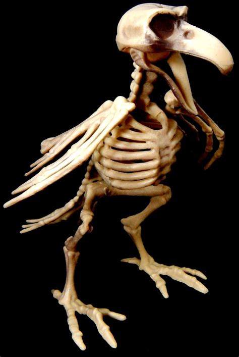 Home Décor Accents Collectible Figurines Plastic Bird Skeleton Set Of 2