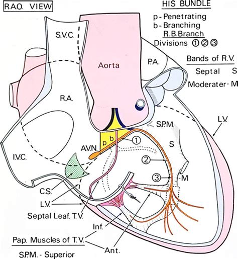 Diagram Of Cardiac Conduction System Orange Structure As Viewed In