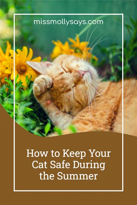 How To Keep Your Cat Safe During The Summer Miss Molly Says