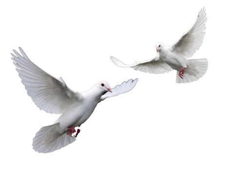 Doves Wedding Doves Png Transparent Background Free Download 41735
