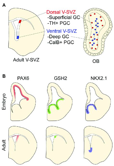 Positional Identity In The Postnatal Ventricular Subventricular Zone