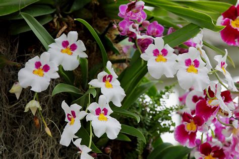 Miltonia And Miltoniopsis Pansy Orchids Care Guide Brilliant Orchids