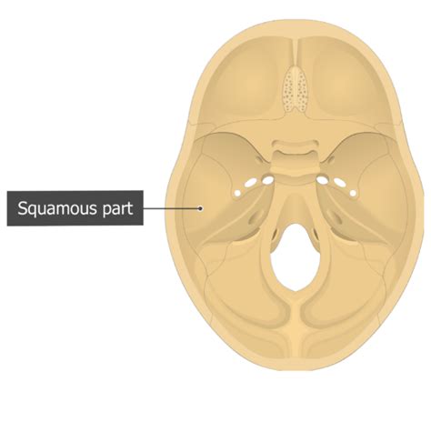 Anatomy Skull Behind Ear Mastoid Process Images Stock Photos Vectors