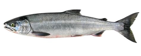 Chum Salmon Oncorhynchus Keta E And K Co Ltd