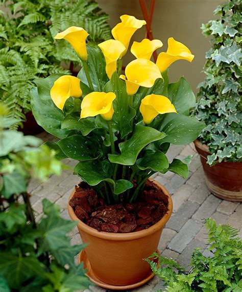 Online since 2002 · online since 2002 · larger plants & trees Calla Lily 'Pot of Gold' http://www.spaldingbulb.co.uk ...
