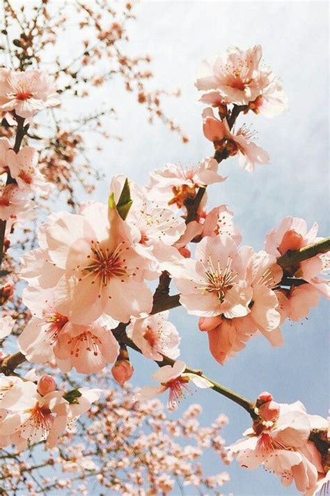 Aesthetics digital wallpaper, vaporwave, kanji, chinese characters. Idea by Kolbie Blume | This Writing De on Florals | Flower aesthetic, Flower iphone wallpaper ...