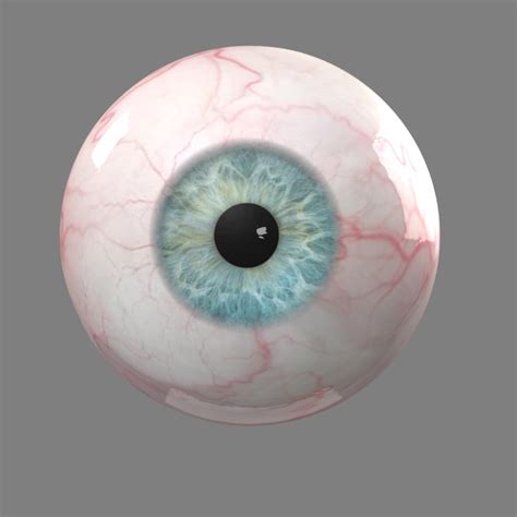 Eyeball 3d Model Oodigi