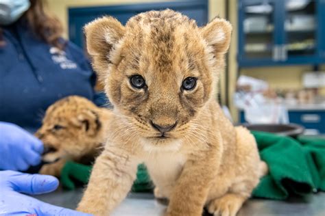 The lion (panthera leo) is a species in the family felidae and a member of the genus panthera. Female Lion Cub Name | Pittsburgh Zoo & PPG Aquarium
