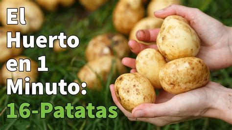 Como Plantar Patatas Paso A Paso Con Éxito 🥔 Huerto Urbano En 1 Minuto
