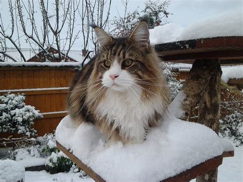 However, if you know the potential do not give your cat any water, food, milk, oil or any other home remedies as long as you don't know the cause and treatment. How to Protect Your Cats from Antifreeze Poisoning ...