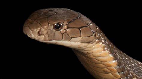 King Cobra Facts And Photos